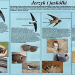 19.05.2020 Starachowice. Tablice edukacyjnej ścieżki przyrodniczej / Jacek Major