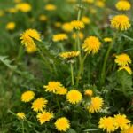 Mniszek lekarski / Magdalena Galas-Klusek / Radio Kielce