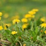 Mniszek lekarski / Magdalena Galas-Klusek / Radio Kielce