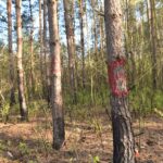 05.05.2020 Las między Kazanowem, Sierosławicami i Bedlenkiem. Satanistyczne symbole / Magdalena Galas-Klusek / Radio Kielce