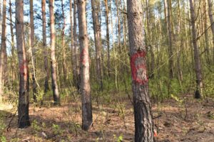 05.05.2020 Las między Kazanowem, Sierosławicami i Bedlenkiem. Satanistyczne symbole / Magdalena Galas-Klusek / Radio Kielce