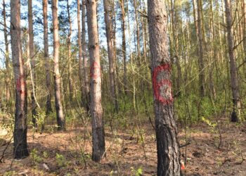 05.05.2020 Las między Kazanowem, Sierosławicami i Bedlenkiem. Satanistyczne symbole / Magdalena Galas-Klusek / Radio Kielce