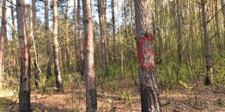 05.05.2020 Las między Kazanowem, Sierosławicami i Bedlenkiem. Satanistyczne symbole / Magdalena Galas-Klusek / Radio Kielce