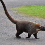 Panama / Majka Szura