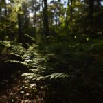 Rezerwat Skałki Piekło pod Niekłaniem. „Piekielny Szlak” / Magdalena Galas-Klusek / Radio Kielce