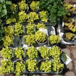 23.05.2020 Kielce. Kwiaty na balkon i taras / Kamil Król / Radio Kielce