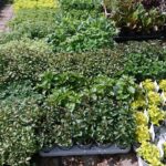 23.05.2020 Kielce. Kwiaty na balkon i taras / Kamil Król / Radio Kielce