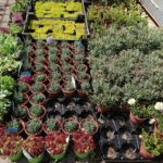 23.05.2020 Kielce. Kwiaty na balkon i taras / Kamil Król / Radio Kielce