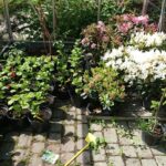 23.05.2020 Kielce. Kwiaty na balkon i taras / Kamil Król / Radio Kielce