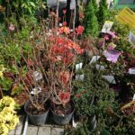 23.05.2020 Kielce. Kwiaty na balkon i taras / Kamil Król / Radio Kielce