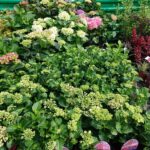 23.05.2020 Kielce. Kwiaty na balkon i taras / Kamil Król / Radio Kielce