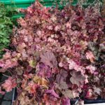 23.05.2020 Kielce. Kwiaty na balkon i taras / Kamil Król / Radio Kielce