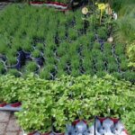 23.05.2020 Kielce. Kwiaty na balkon i taras / Kamil Król / Radio Kielce