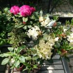 23.05.2020 Kielce. Kwiaty na balkon i taras / Kamil Król / Radio Kielce