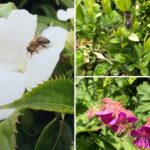 21.05.2020. Połaniec. Akcja #EneaEkoProjekty - „kwiaty dla pszczół” / Enea Połaniec