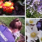 21.05.2020. Połaniec. Akcja #EneaEkoProjekty - „kwiaty dla pszczół” / Enea Połaniec