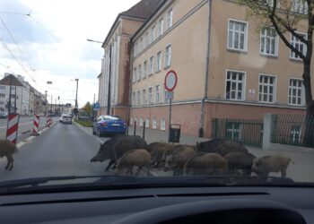 Olsztyn. Dziki przechodzące przez ul. Kościuszki / Bożena Ulewicz / Radio Olsztyn