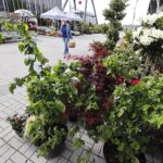 16.05.2020. Kielce. Targi Kielce - kiermasz ogrodniczy / Jarosław Kubalski / Radio Kielce