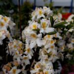 16.05.2020. Kielce. Targi Kielce - kiermasz ogrodniczy / Jarosław Kubalski / Radio Kielce