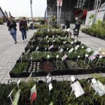 16.05.2020. Kielce. Targi Kielce - kiermasz ogrodniczy / Jarosław Kubalski / Radio Kielce