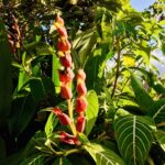 Kostaryka / Grażyna Woźniczka i Majka Szura