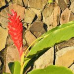 Kostaryka / Grażyna Woźniczka i Majka Szura