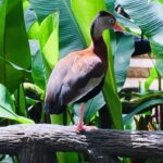 Kostaryka / Grażyna Woźniczka i Majka Szura