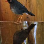 Kostaryka / Grażyna Woźniczka i Majka Szura