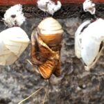 Kostaryka / Grażyna Woźniczka i Majka Szura