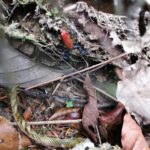 Kostaryka / Grażyna Woźniczka i Majka Szura