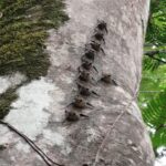 Kostaryka / Grażyna Woźniczka i Majka Szura