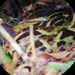 Kostaryka / Grażyna Woźniczka i Majka Szura