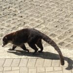 Kostaryka / Grażyna Woźniczka i Majka Szura