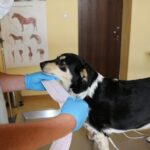 Aparat EKG dla Zespół Szkół Centrum Kształcenia Rolniczego w Sandomierzu / Zespół Szkół Centrum Kształcenia Rolniczego w Sandomierzu