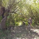 Zawichost. Porządkowanie wzgórza na którym znajduje się bunkier austriacki oraz cmentarz choleryczny / Wojciech Rudziejewski-Rudziewicz / Katarzyna Kondziołka/facebook