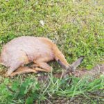 Straży Ochrony i Ratownictwa Zwierząt.