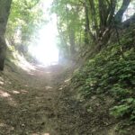 22.05.2020. Sandomierz. Wąwóz Królowej Jadwigi. Zalegające liście / Grażyna Szlęzak-Wójcik / Radio Kielce