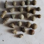 Sielpia. Znaleziska stowarzyszenia historycznego "Pasja”. Kule karabinowe, oraz ołów do wytopu kul / Stowarzyszenie historyczne "Pasja"