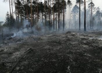 Leśnicy ostrzegają przed wysokim zagrożeniem pożarowym w lasach