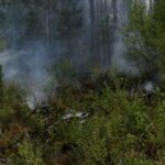 22.05.2020. Zbrojów. Pożar lasu / Nadleśnictwo Suchedniów