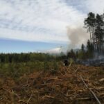 22.05.2020. Zbrojów. Pożar lasu / Nadleśnictwo Suchedniów