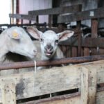 17.05.2020. Skowronno Dolne. Hodowla owiec / Marta Gajda / Radio Kielce