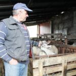 17.05.2020. Skowronno Dolne. Hodowla owiec / Marta Gajda / Radio Kielce