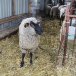17.05.2020. Skowronno Dolne. Hodowla owiec / Marta Gajda / Radio Kielce
