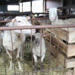 17.05.2020. Skowronno Dolne. Hodowla owiec / Marta Gajda / Radio Kielce