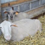 17.05.2020. Skowronno Dolne. Hodowla owiec / Marta Gajda / Radio Kielce