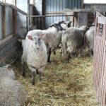 17.05.2020. Skowronno Dolne. Hodowla owiec / Marta Gajda / Radio Kielce