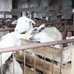 17.05.2020. Skowronno Dolne. Hodowla owiec / Marta Gajda / Radio Kielce