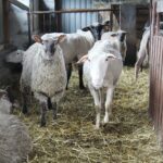 17.05.2020. Skowronno Dolne. Hodowla owiec / Marta Gajda / Radio Kielce