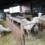 17.05.2020. Skowronno Dolne. Hodowla owiec / Marta Gajda / Radio Kielce